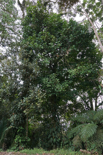 Magnolia hernandezii, photograph 3