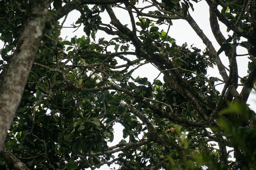 Magnolia hernandezii, photograph 2