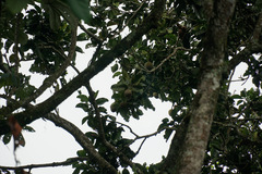 (c) Connor Connolly-Moyls, some rights reserved (CC BY) Magnolia hernandezii, photograph (c) Connor Connolly-Moyls, some rights reserved (CC BY)