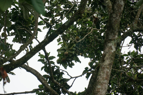 Magnolia hernandezii