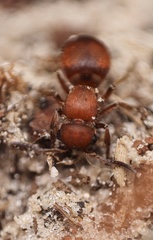 Pseudomethoca sanbornii