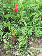 Rubus ursinus macropetalus