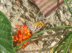 Lycaenidae