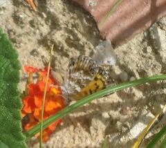 Lycaenidae