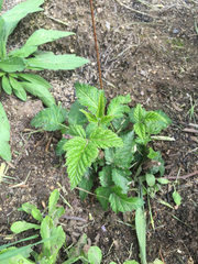 Rubus ursinus macropetalus