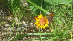 Lycaenidae