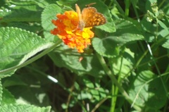 Lycaenidae