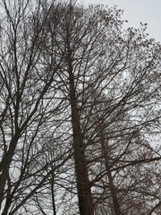 Metasequoia glyptostroboides