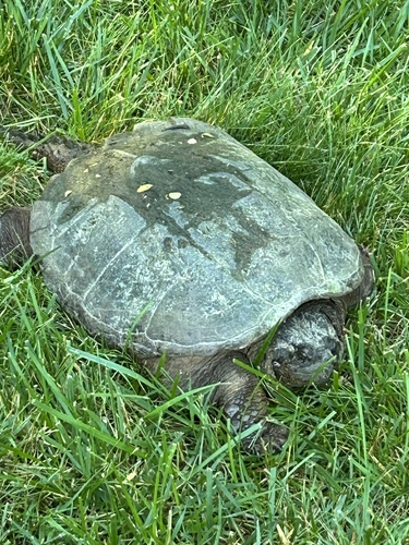 Snapping Turtle