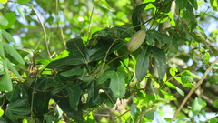Aristolochia macroura