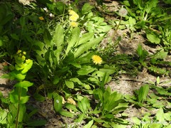 Taraxacum obovatum