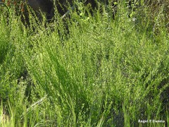 Chrysojasminum fruticans