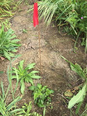 Rubus ursinus macropetalus