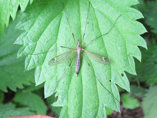 Prionocera subserricornis