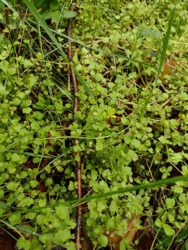 Veronica hederifolia, photograph 3