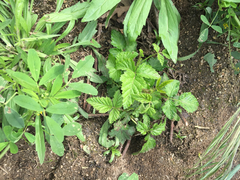 Rubus ursinus macropetalus