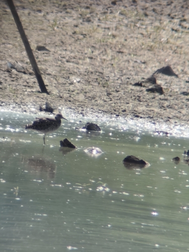 iNaturalist image