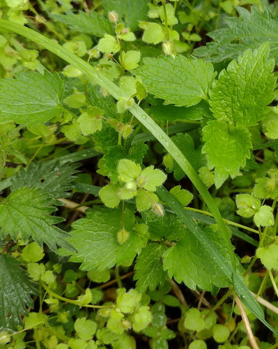 Veronica hederifolia, photograph 4