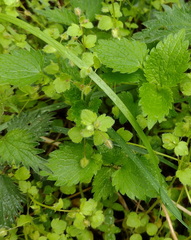 Veronica hederifolia, photograph (c) Bartosz Czołczyński, some rights reserved (CC BY)