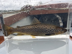 Black-Finned Trout photo 2