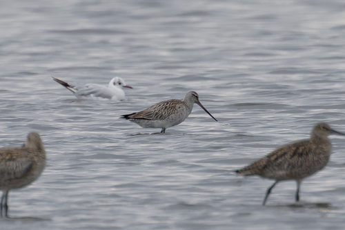 iNaturalist image