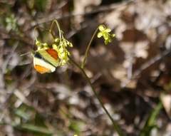Anthocharis euphenoides