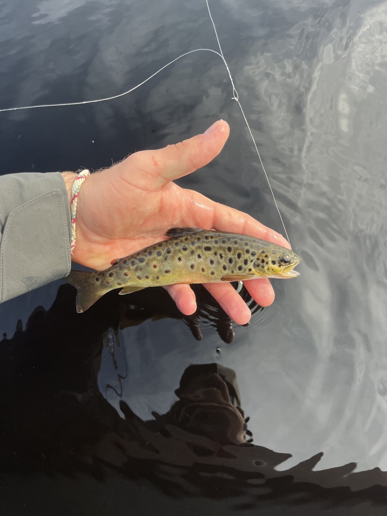 Black-Finned Trout