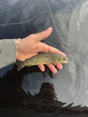 Black-Finned Trout photo 1