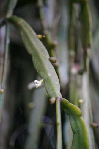 Rhipsalis micrantha, photograph 1