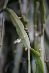 Rhipsalis micrantha, photograph (c) Connor Connolly-Moyls, some rights reserved (CC BY)
