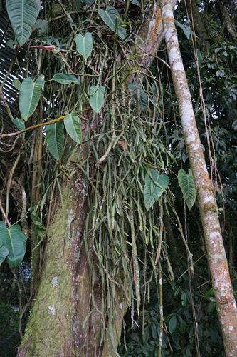 Rhipsalis micrantha, photograph 3