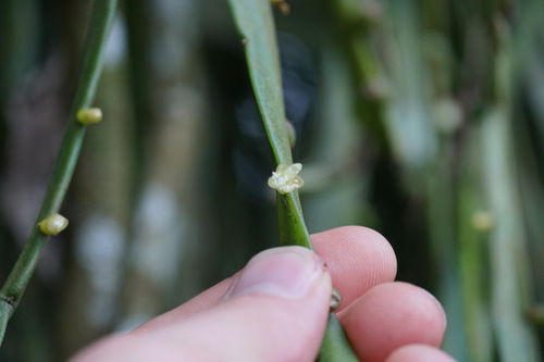 Rhipsalis micrantha, photograph 2