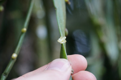 Rhipsalis micrantha
