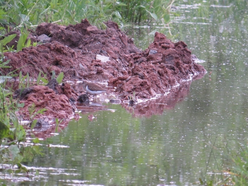 iNaturalist image