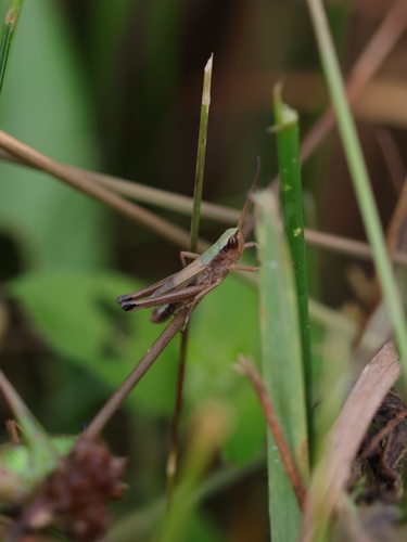 Meadow Grasshopper