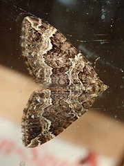 Lampropteryx suffumata