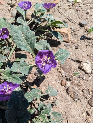 purple groundcherry