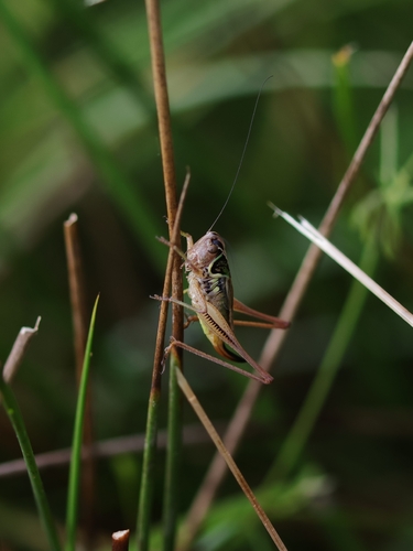 Roesel's Bush-cricket