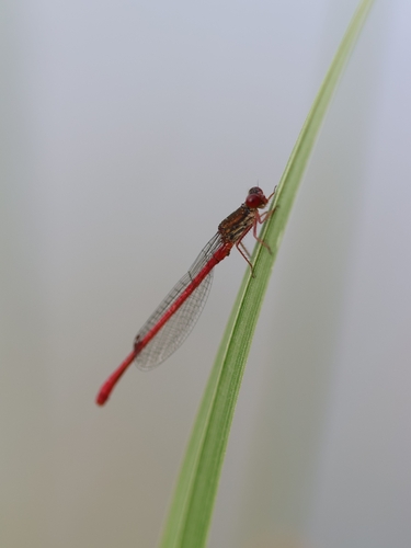 Small Red Damselfly