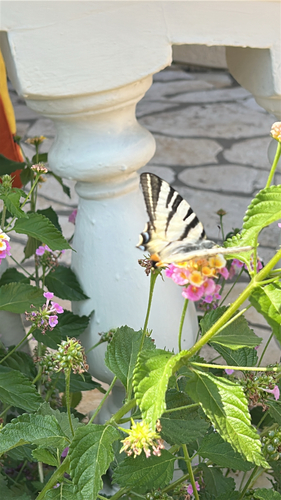Scarce Swallowtail