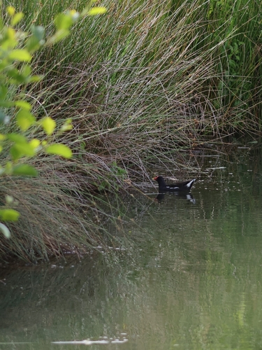 Common Moorhen