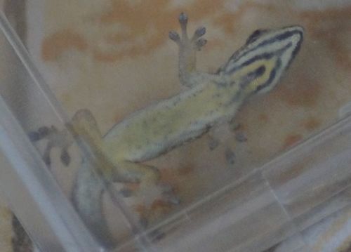 Chevron-throated dwarf gecko