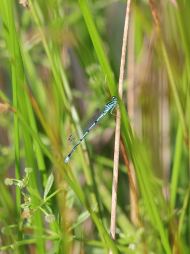 Azure Damselfly