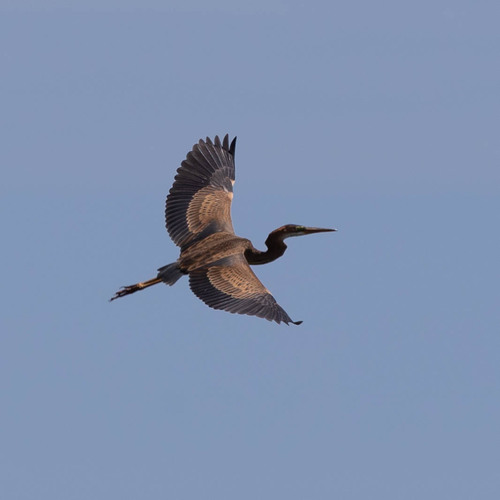 iNaturalist image