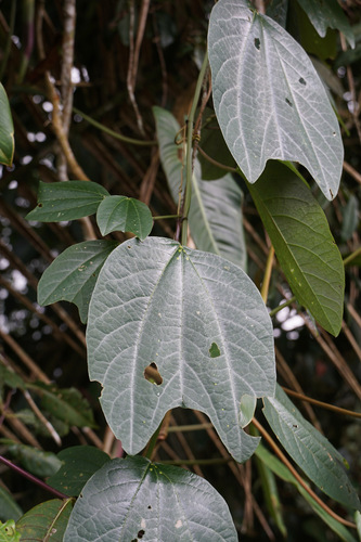 Passiflora alnifolia, photograph 4