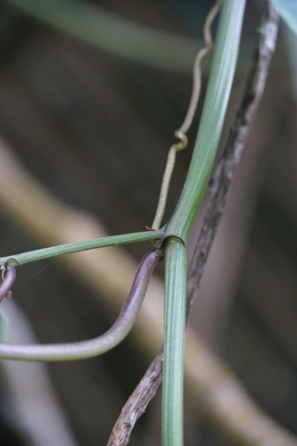 Passiflora alnifolia, photograph 3