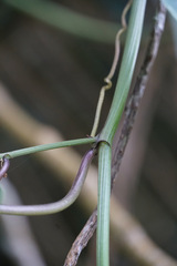 Passiflora alnifolia, photograph (c) Connor Connolly-Moyls, some rights reserved (CC BY)