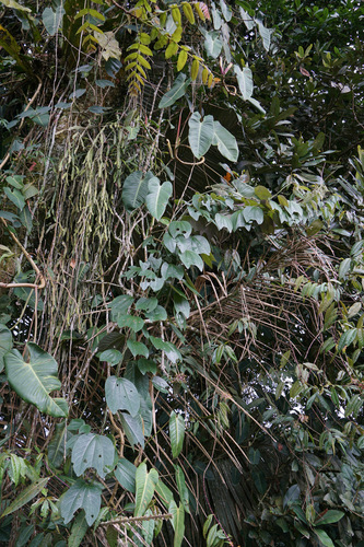 Passiflora alnifolia, photograph 5