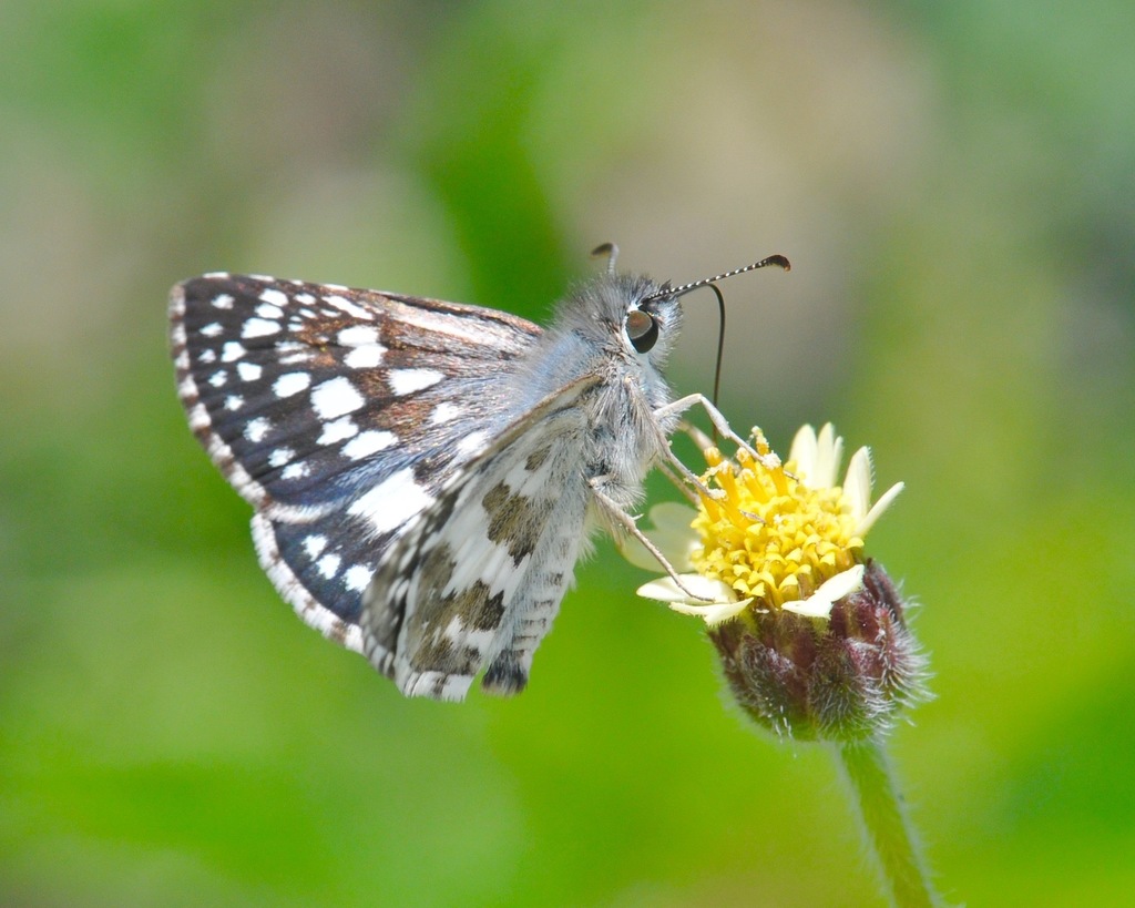 Chloe Checkered-Skipper