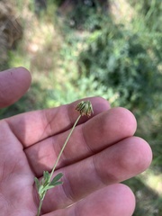 Trifolium bifidum